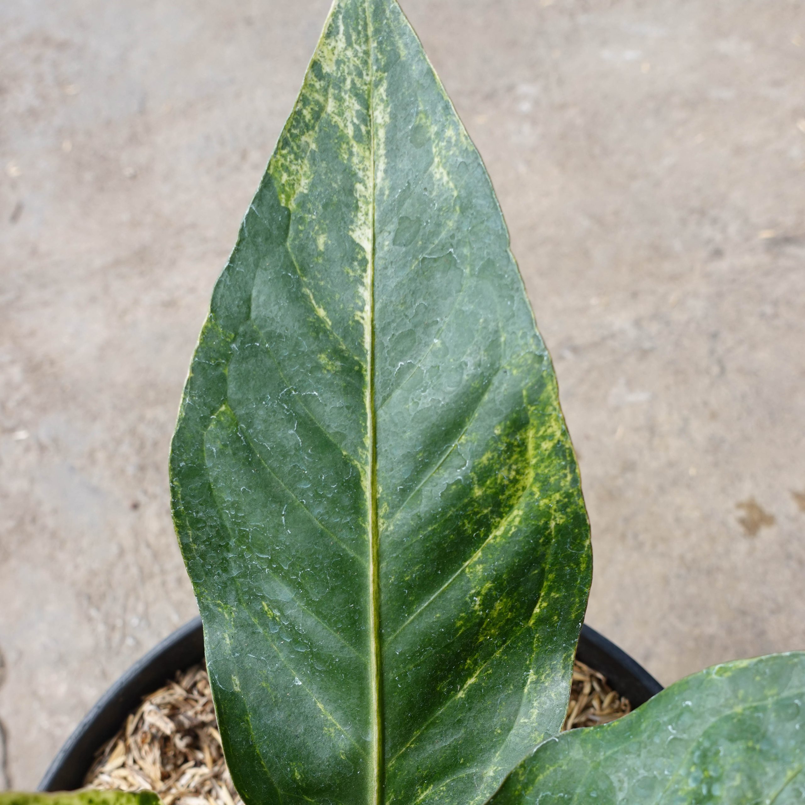 Anthurium Hookeri/renaissance Pink Variegated - Image 2