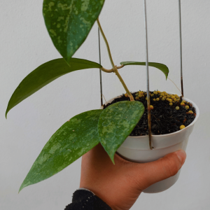 Hoya KSB 08