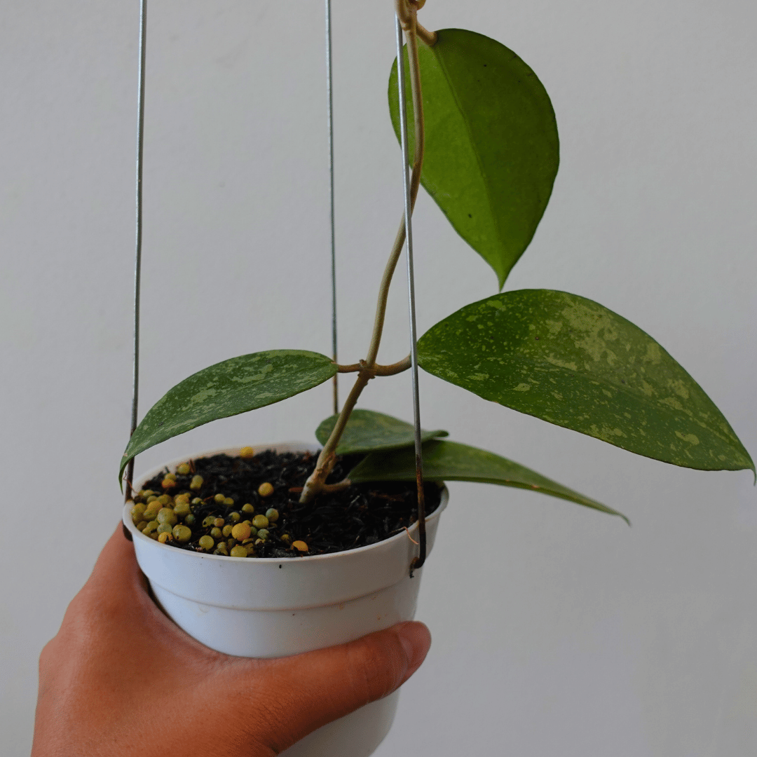 HOYA レツーサ　 250808 13 ホヤ：レツーサ 4.5号吊り鉢** の通販 | 園芸ネット
