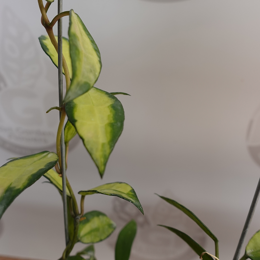 Hoya Lacunosa Agni - Image 2