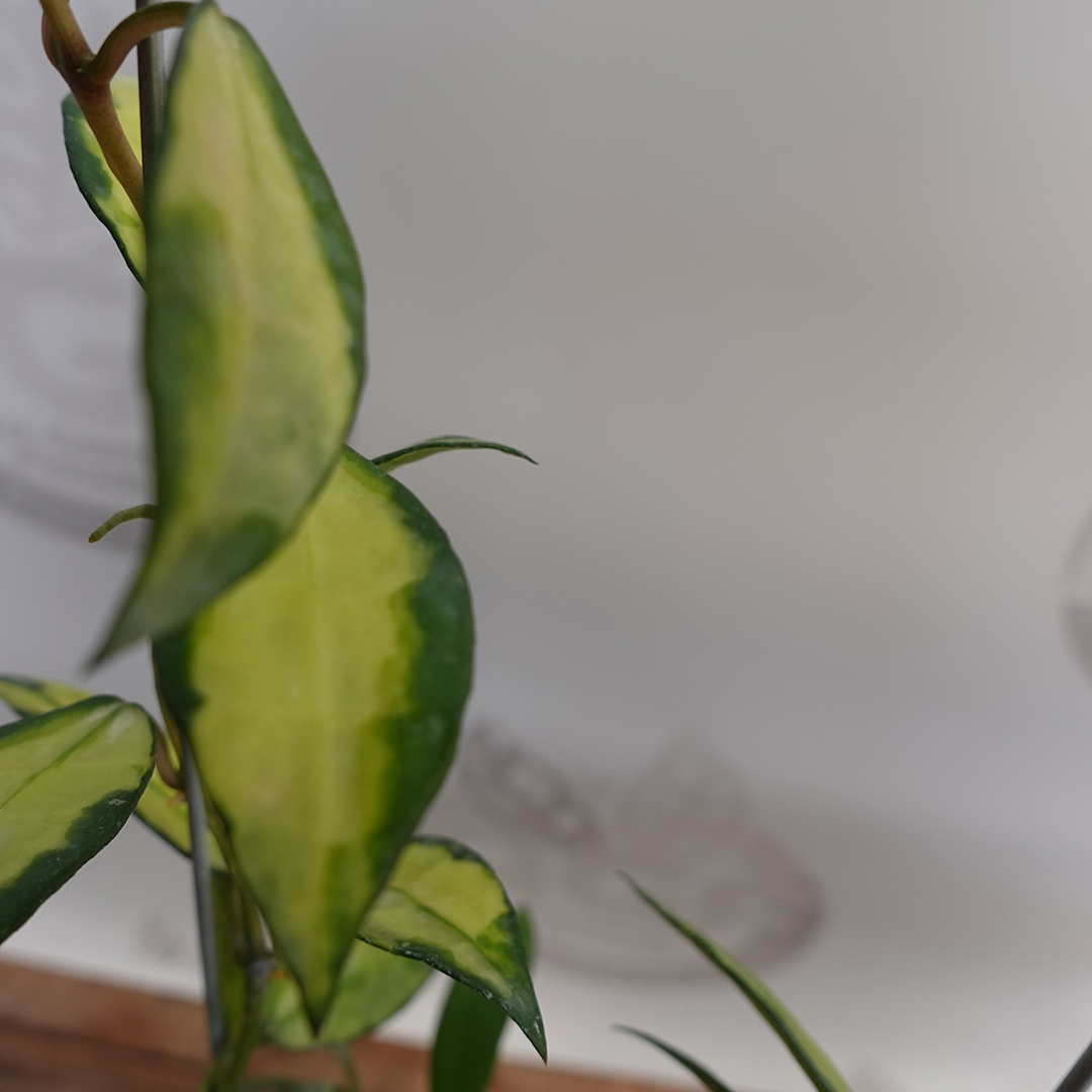 Hoya Lacunosa Agni - Image 3