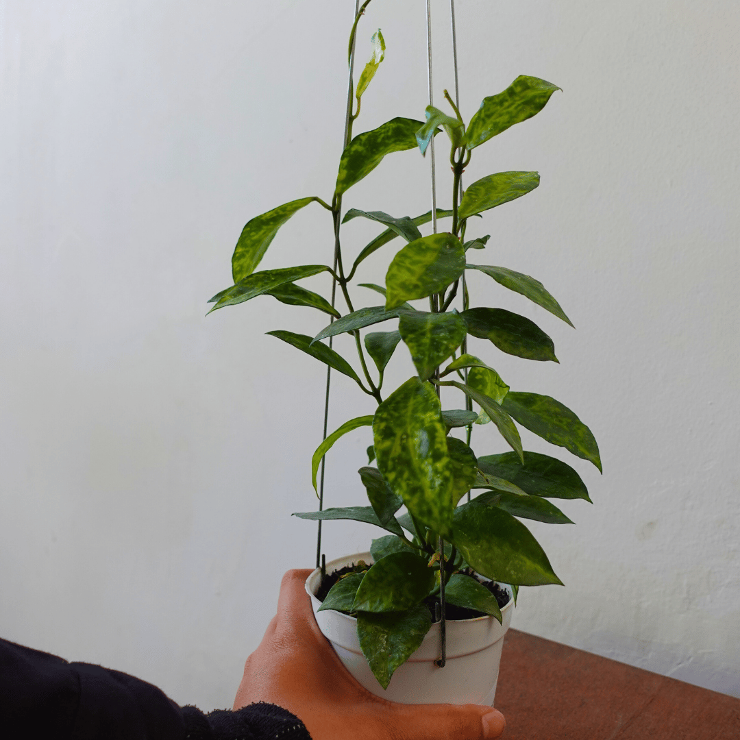 Hoya Lacunosa Amarillo - Image 2