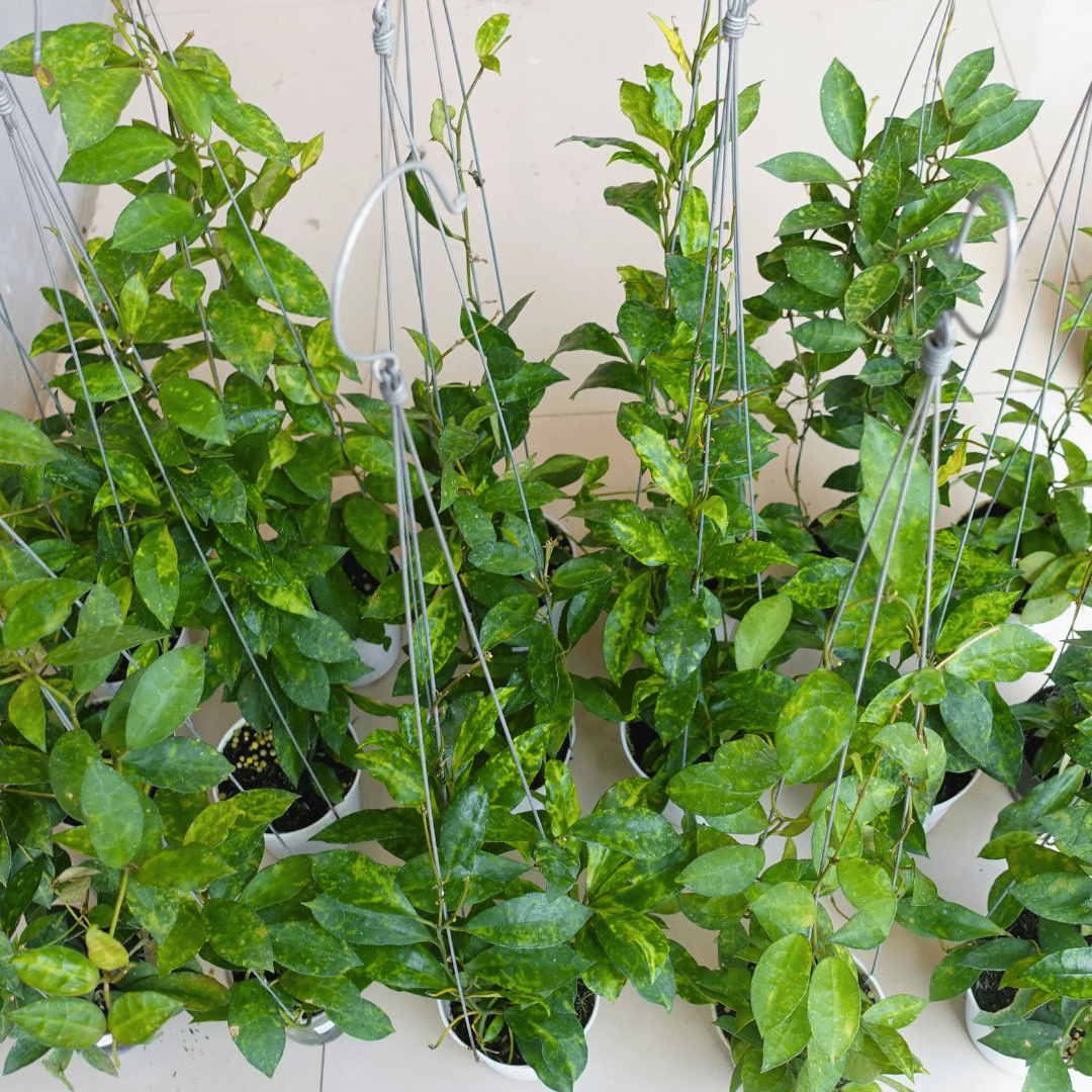 Hoya Lacunosa Amarillo - Image 3