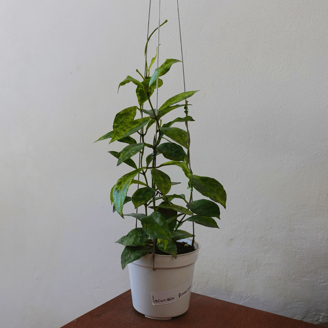 Hoya Lacunosa Amarillo