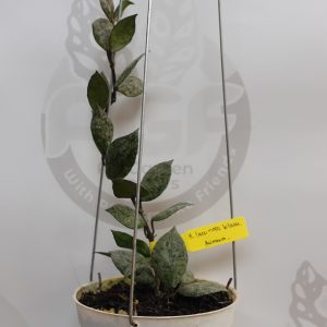 Hoya Lacunosa Black Aurora