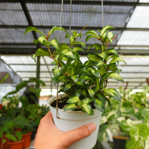 Hoya Lacunosa Bruno