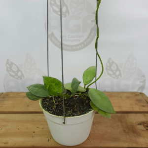 Hoya Lacunosa Fullmoon Coin