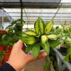 Hoya Lacunosa Midori