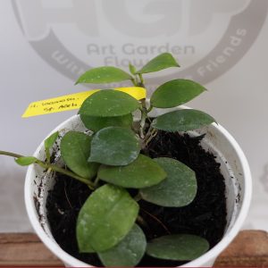 Hoya Lacunosa sp Aceh