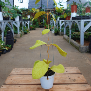Hoya Meredithi round leaf