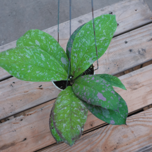 Hoya Mitrata Marble