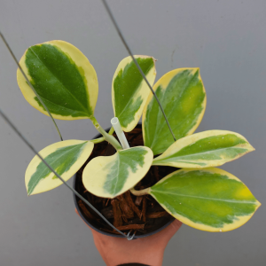 Hoya Pachiclada Varigata