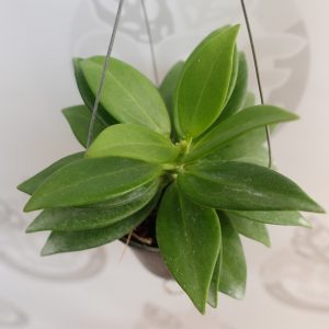 Hoya Pachyclada Snow Lotus
