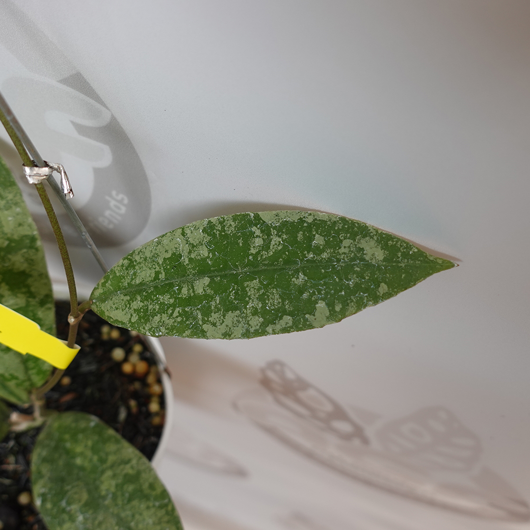 Hoya slm 04 silver - Image 4