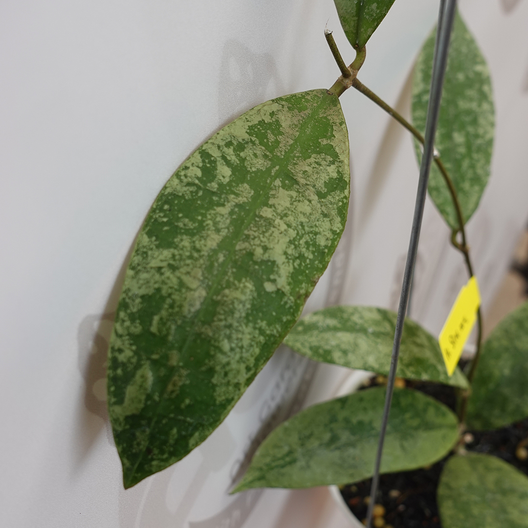 Hoya slm 04 silver - Image 3