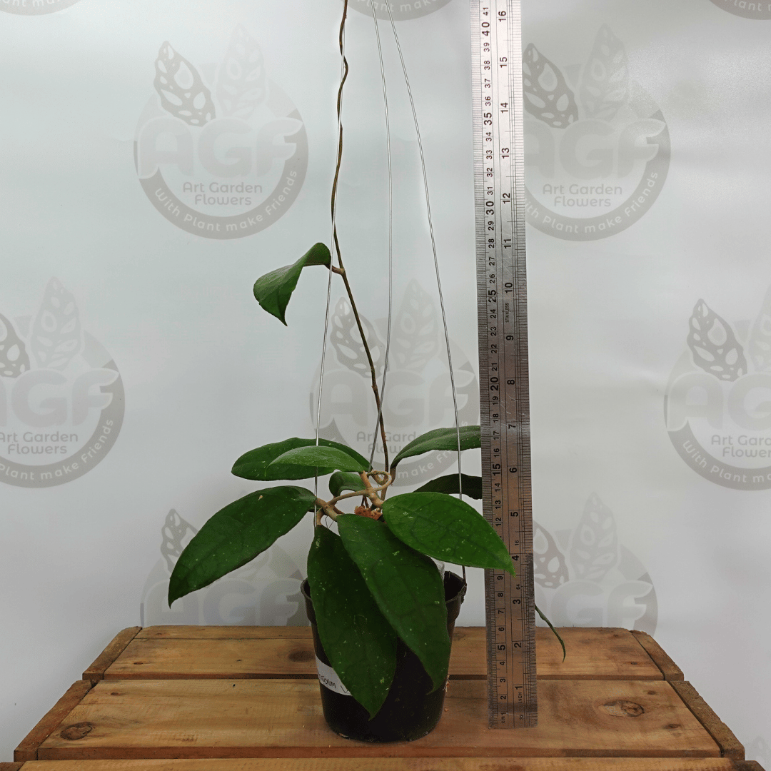 Hoya aff Clemensorium Jabar - Image 2