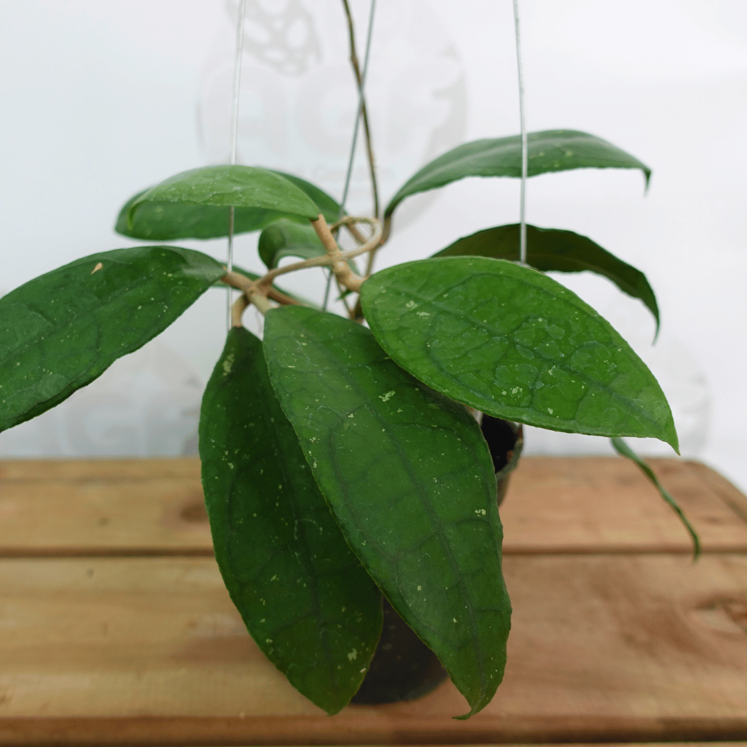 Hoya aff Clemensorium Jabar - Image 3