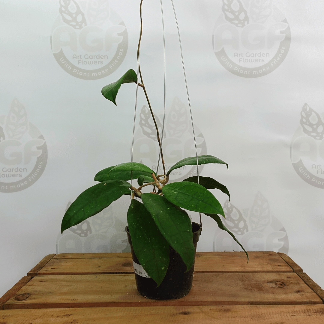 Hoya aff Clemensorium Jabar