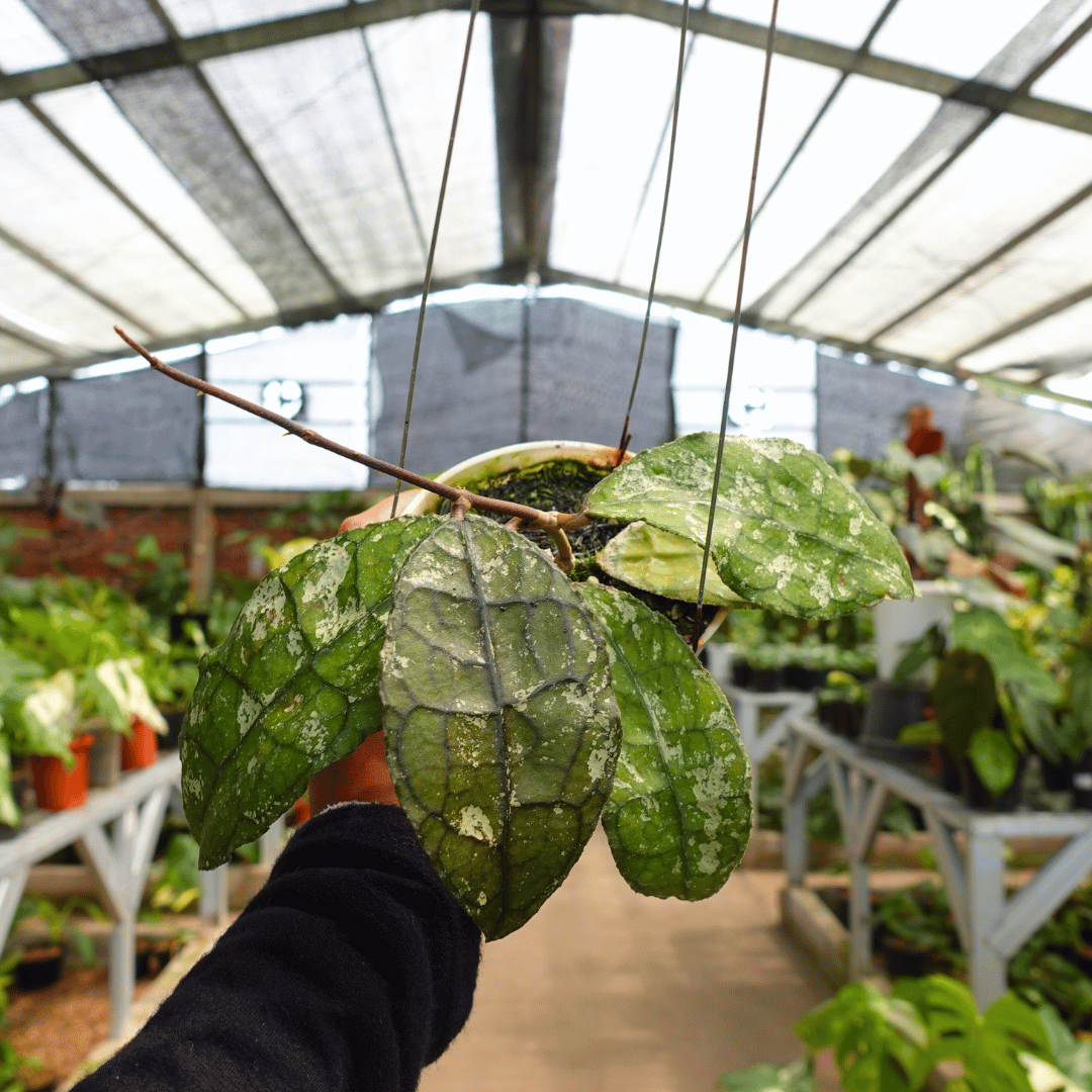 Hoya clemensiorum army splash - Image 2