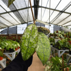 Hoya clemensiorum army splash