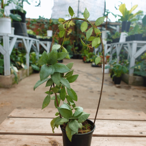 Hoya Lacunosa Silver