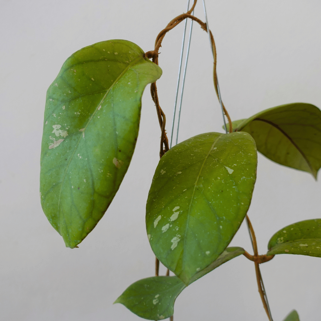 Hoya meredithii - Art Garden Flowers
