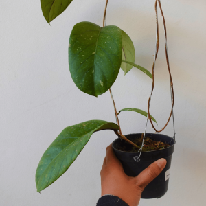 Hoya meredithii