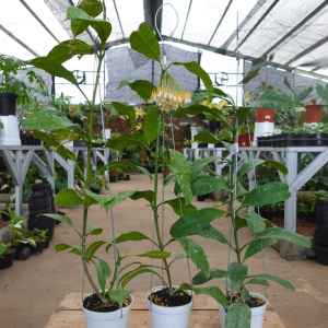 Hoya multiflora japanika