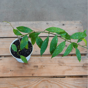 Hoya multiflora minisplash