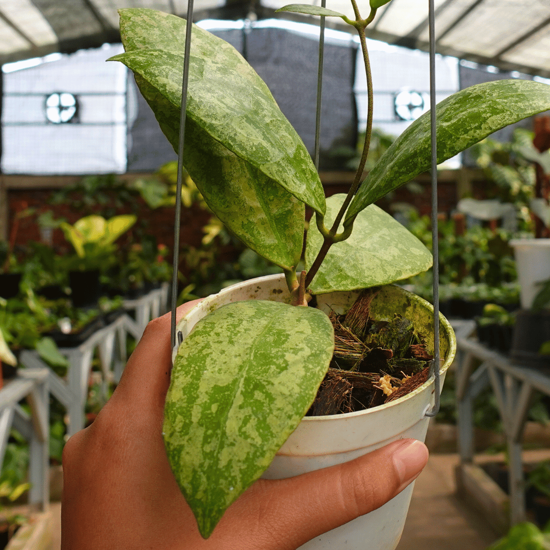 Hoya slm 04 silver - Image 2