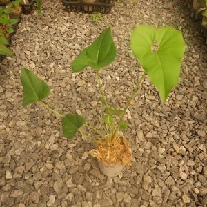 Anthurium brownii