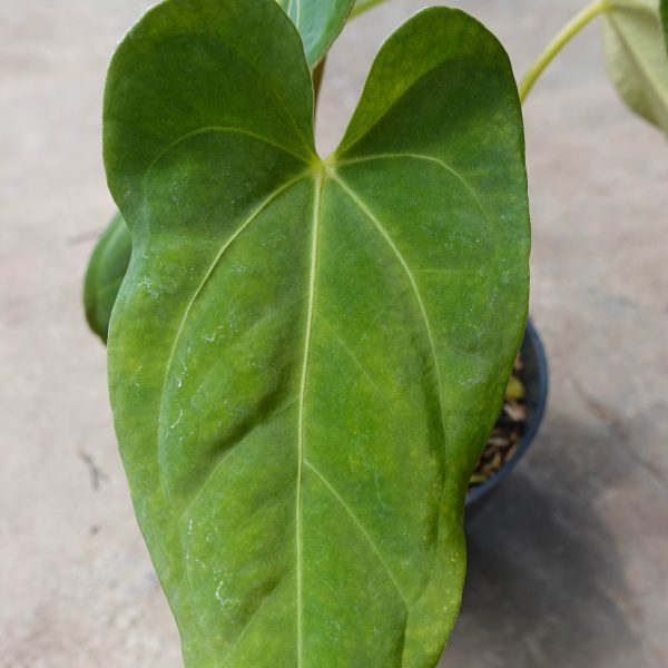 Anthurium papilaminum legend - Image 2