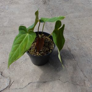 Anthurium papilaminum legend