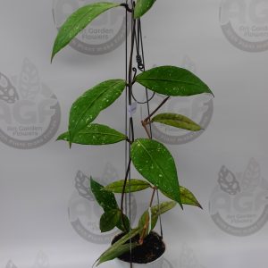 Hoya sp Aceh blangkajeren