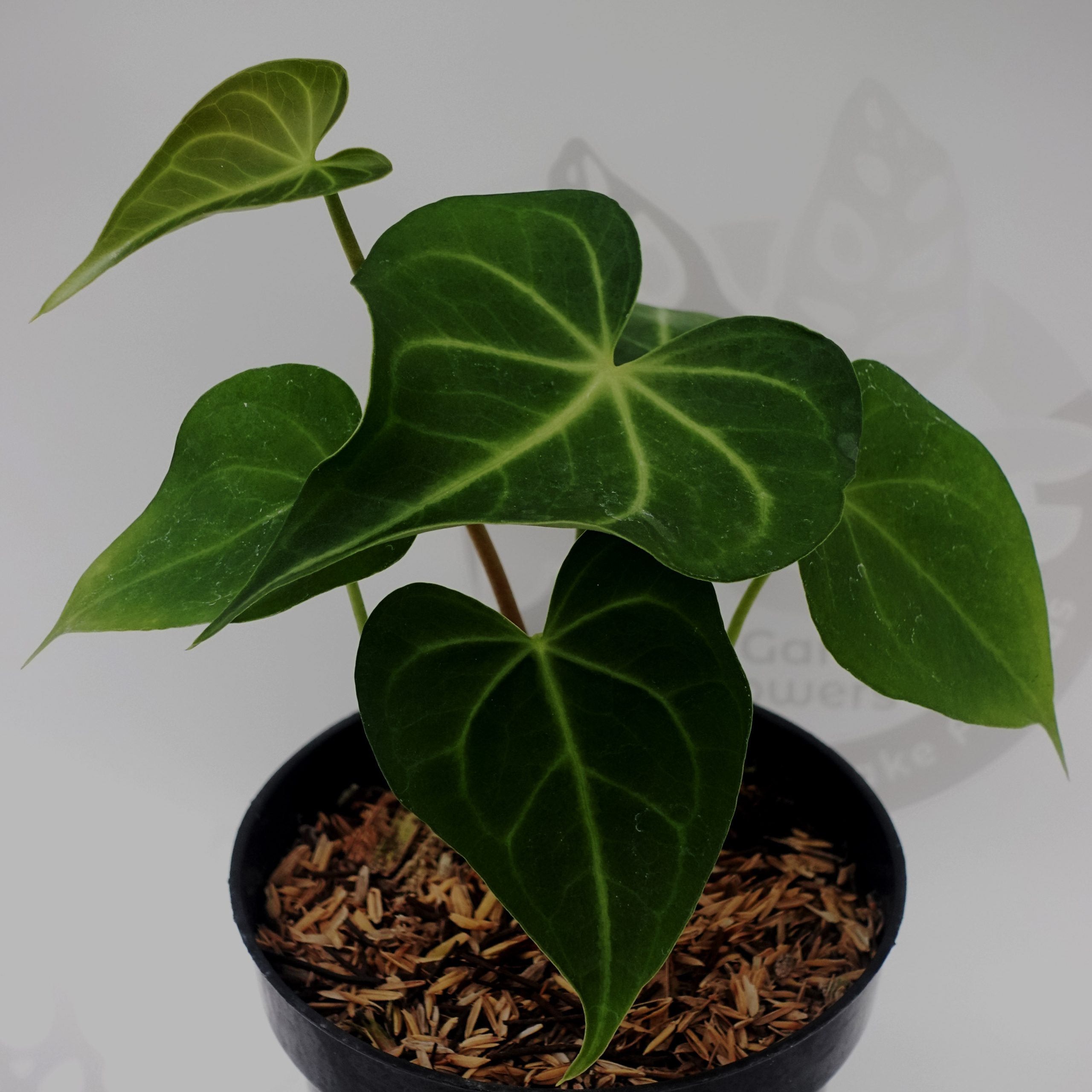 Anthurium Clarinervium Hybrid - Image 2