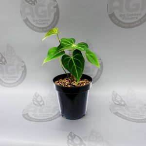 Anthurium Clarinervium Hybrid