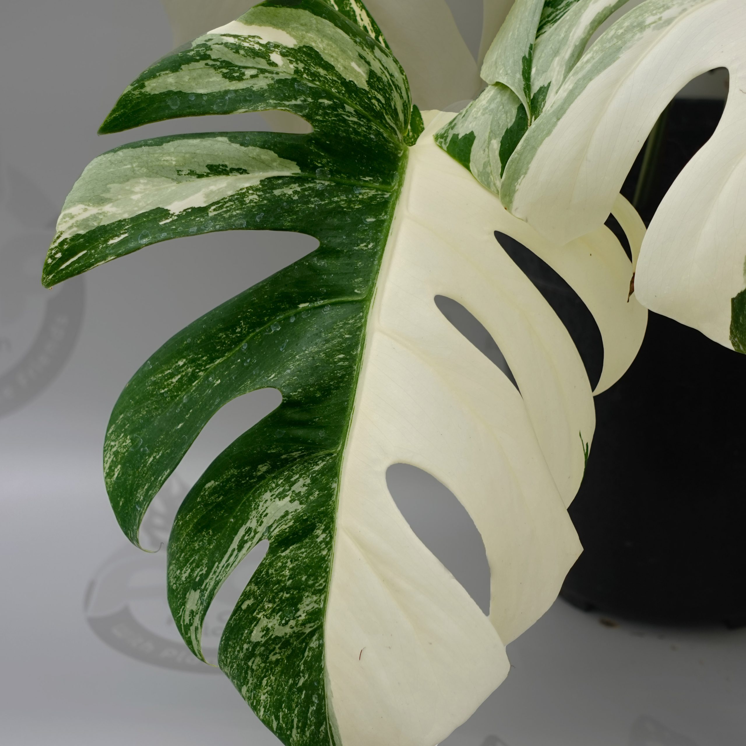 Monstera Albo Variegated - Image 4