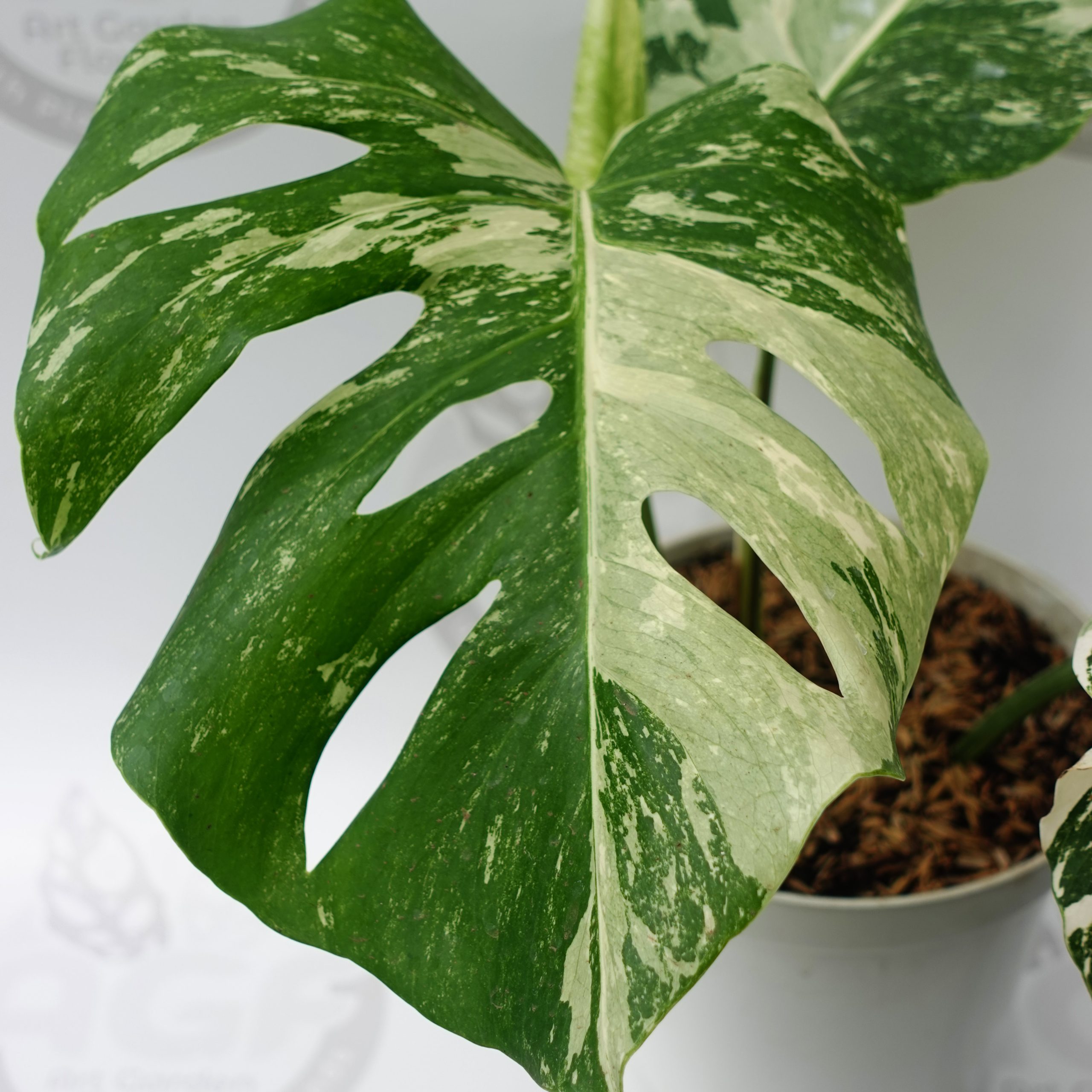 Monstera Albo Variegated - Image 2