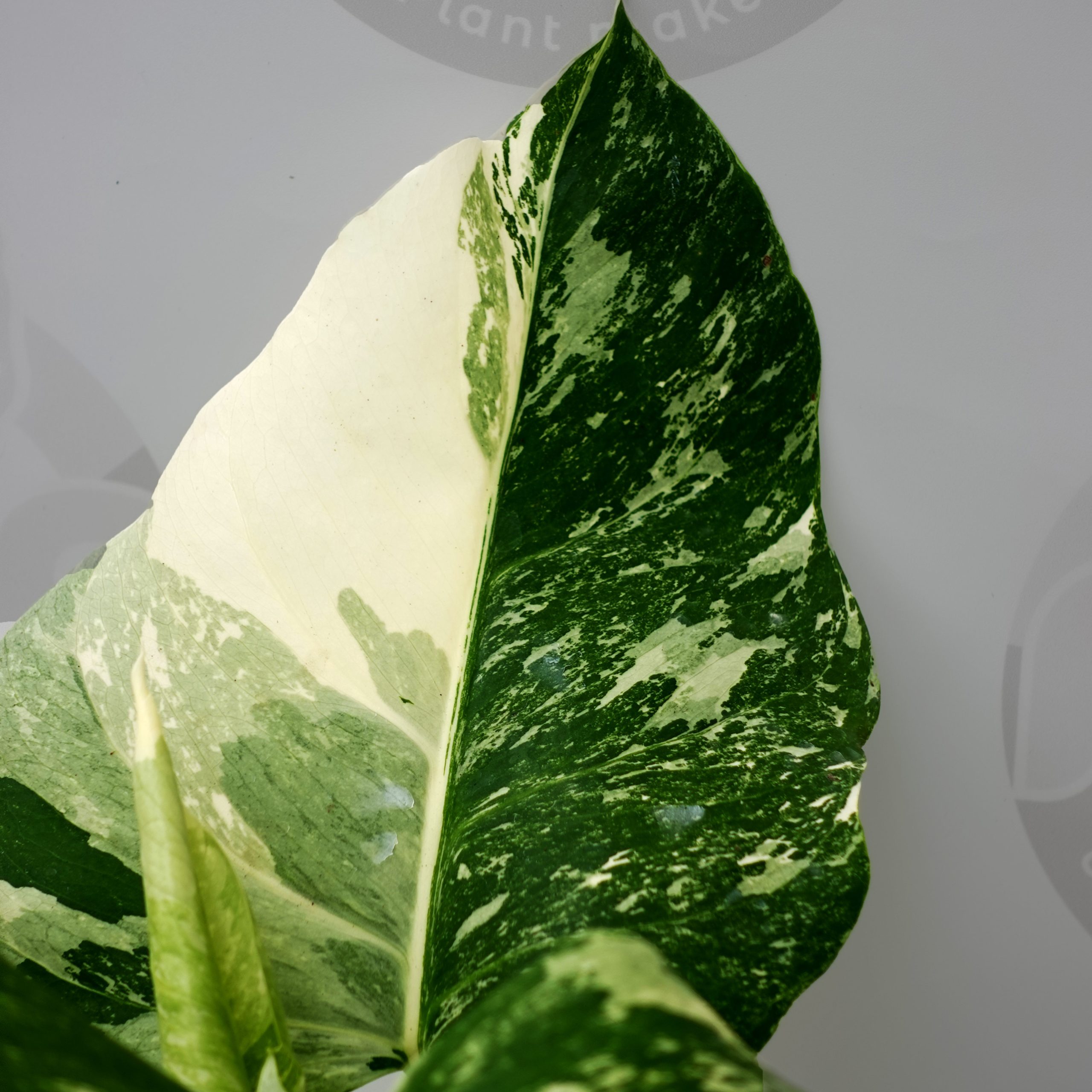 Monstera Albo Variegated - Image 3