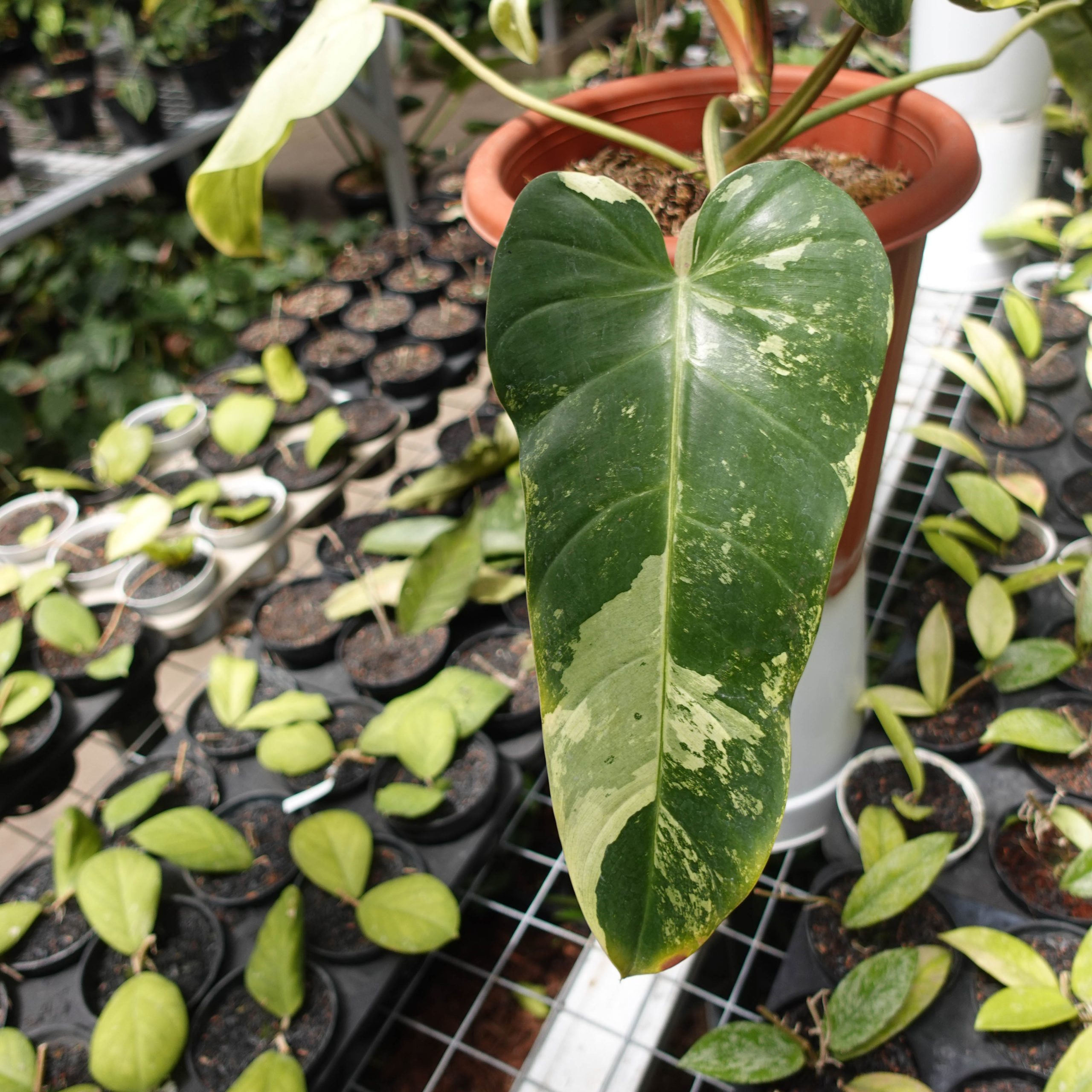 Philodendron Whippleway Variegated - Image 2
