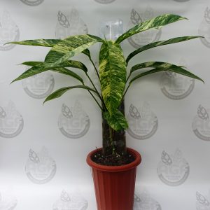 Raphidophora Megasperma Variegated