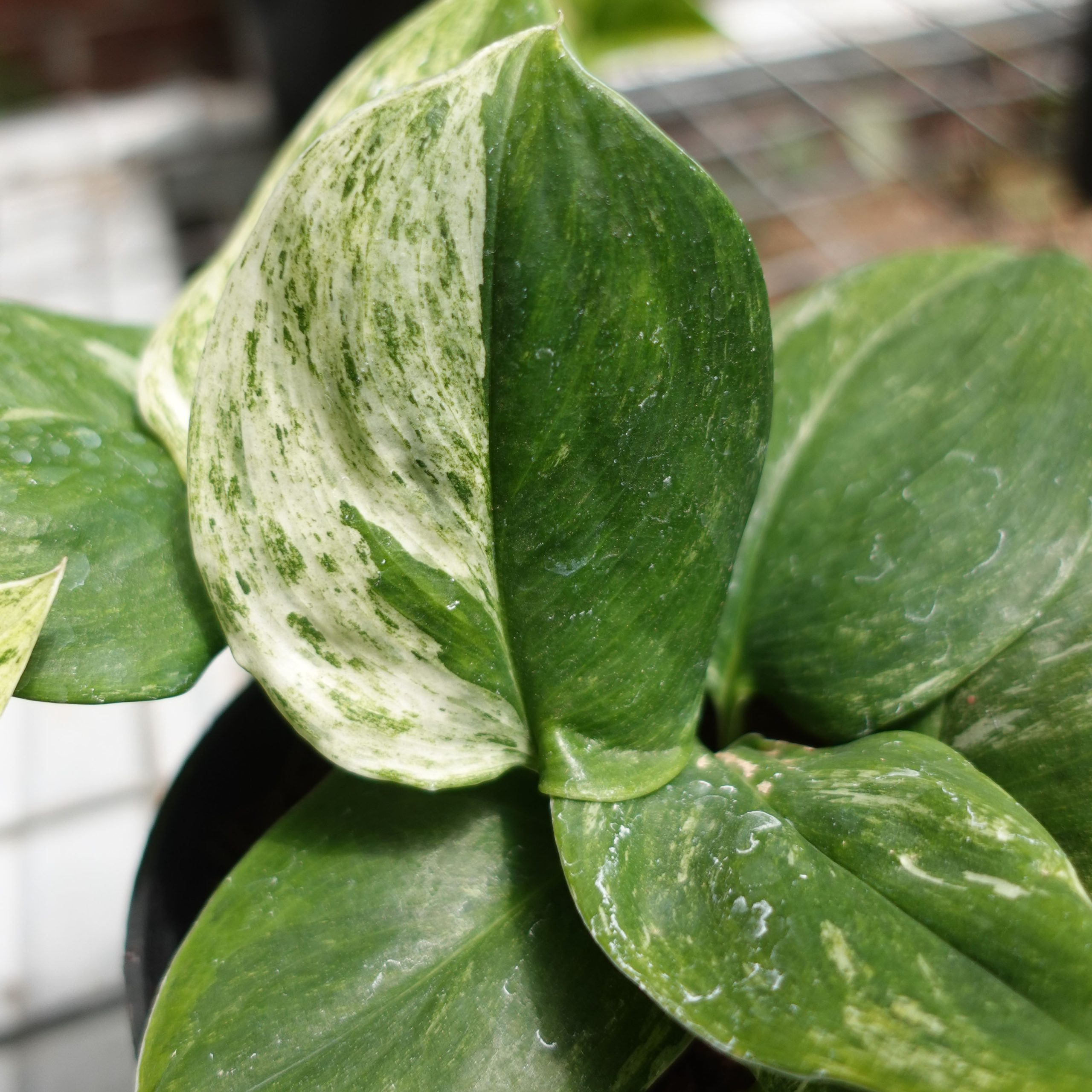 Scindapsus Moonlight Marble - Image 2