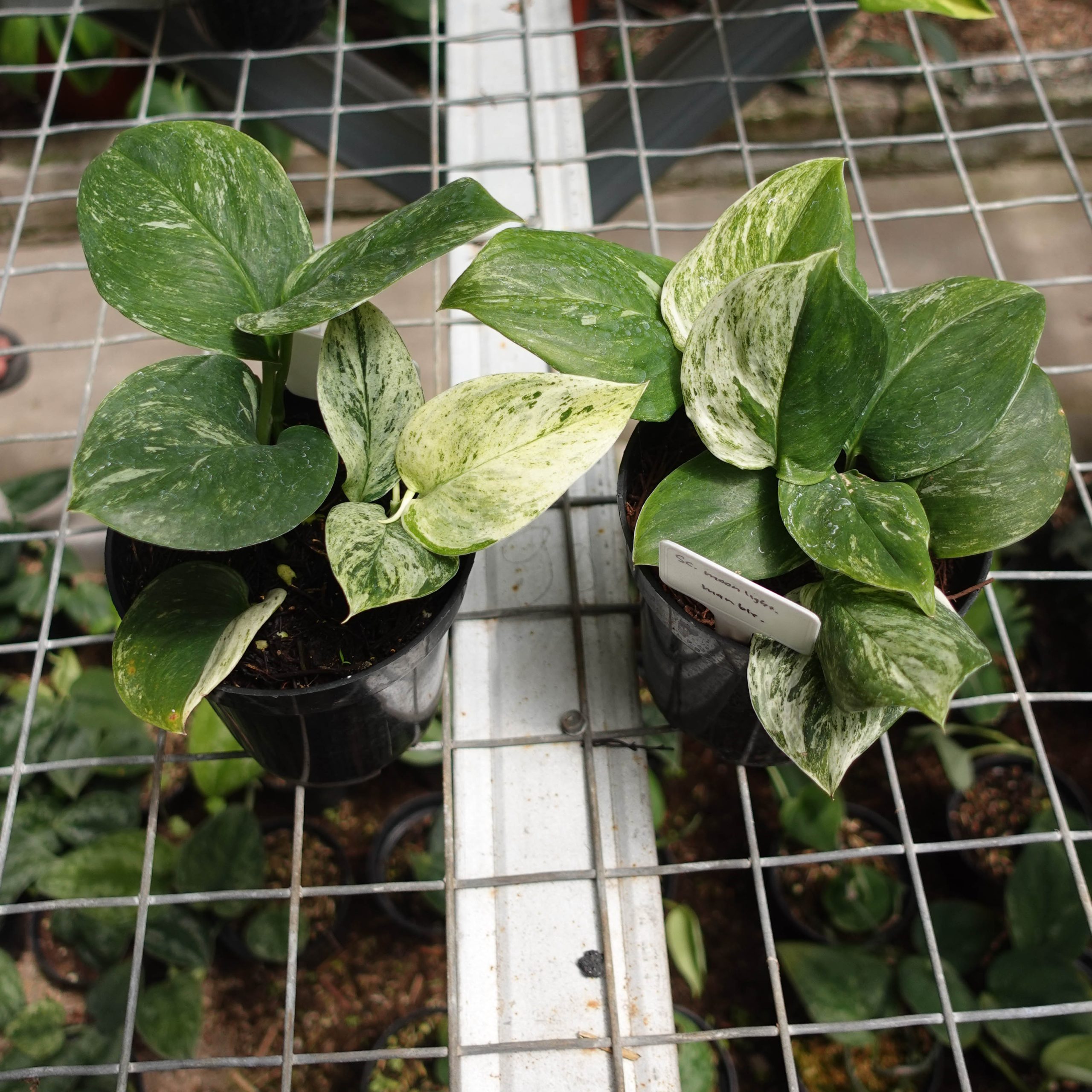 Scindapsus Moonlight Marble - Image 3