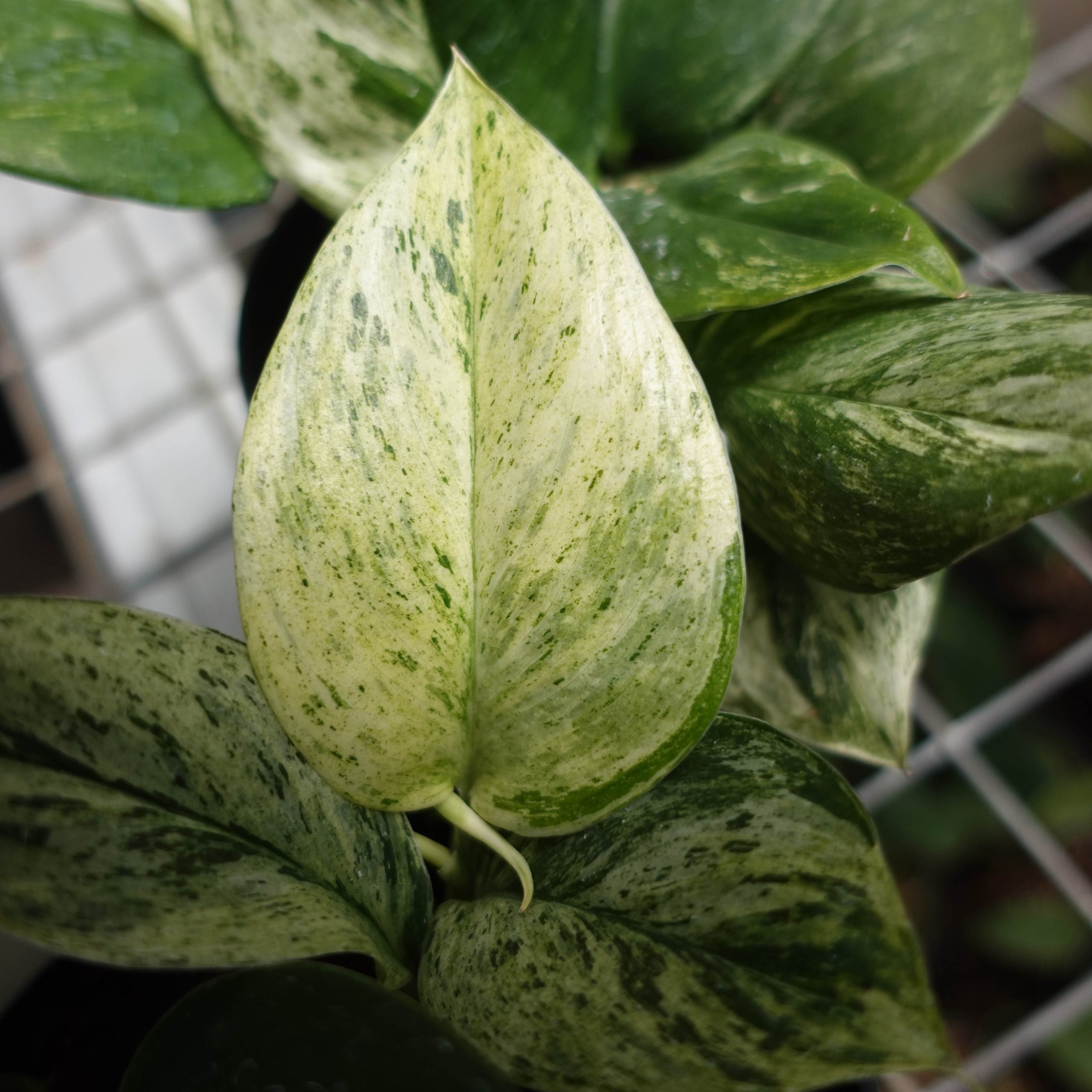 Scindapsus Moonlight Marble - Image 4