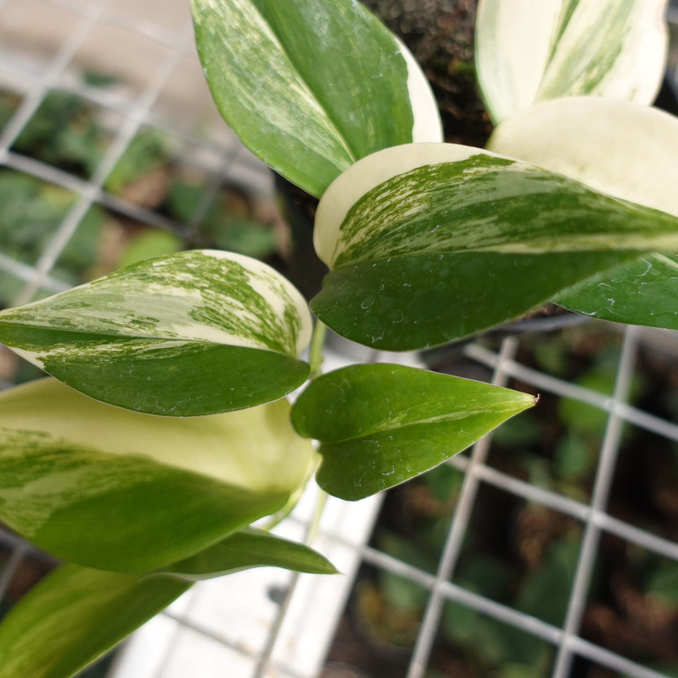 Scindapsus Rubicorn - Image 2