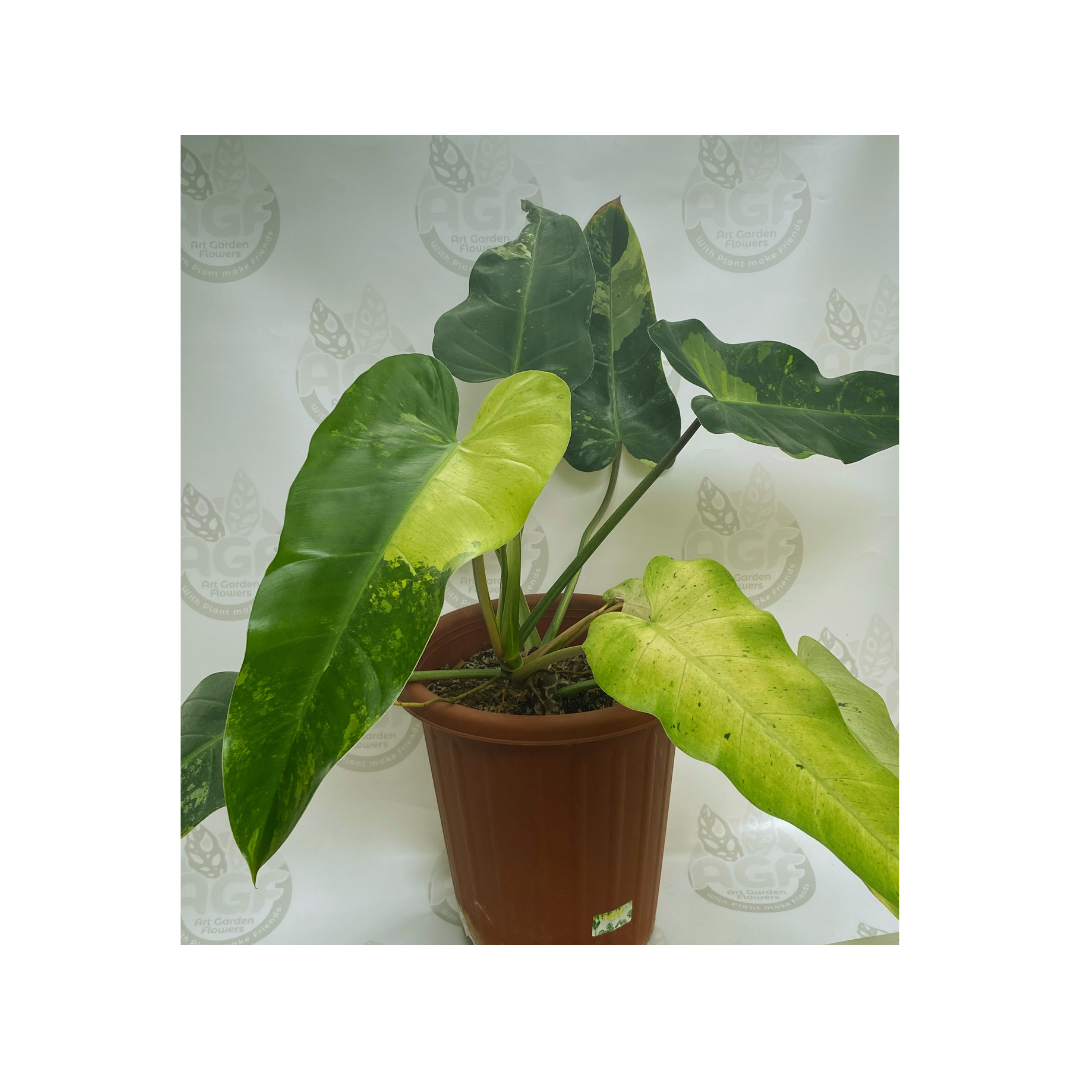 Philodendron Whippleway Variegated