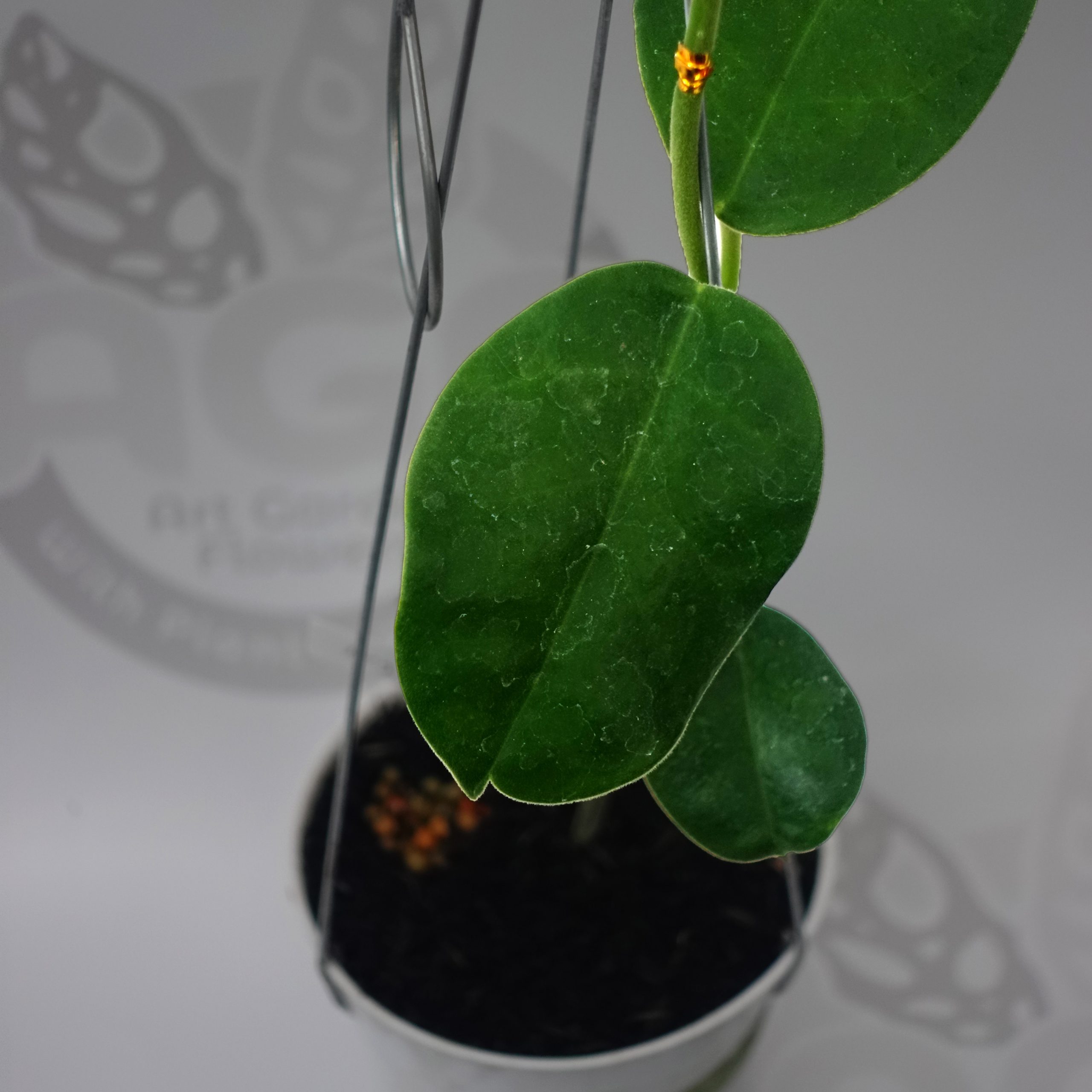 Hoya Gigas - Image 3