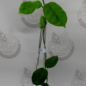 Hoya Gigas