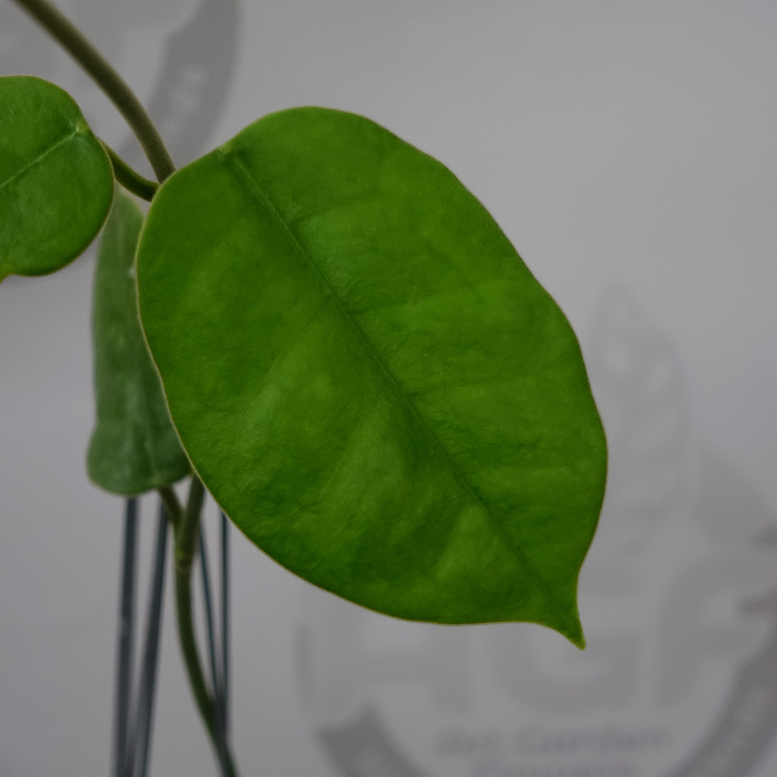 Hoya Gigas - Image 2