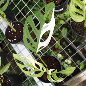 Monstera Adansonii Indonesia Var